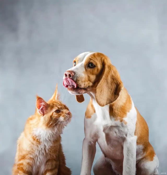 颠覆认知！犬科按线走，猫科爱瞎逛 ，迁徙路线成濒危物种保护关键