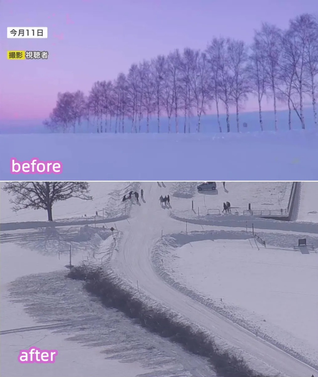 日本网红打卡地快被外国游客 “霍霍” 没了？京都岚山被逼砍竹林！