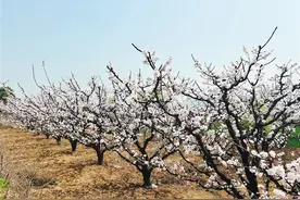 万亩杏花笑春风 乡村美景入画来图片