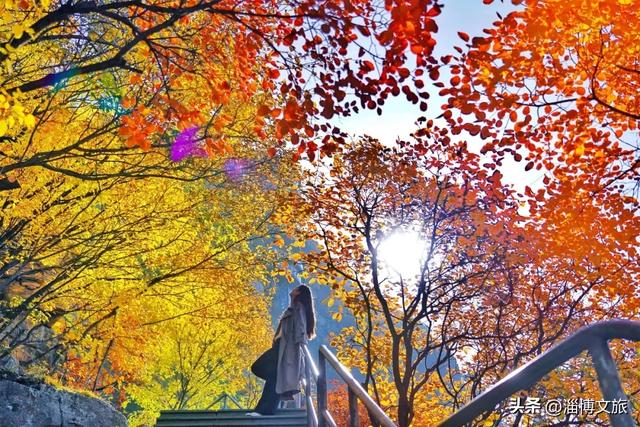 收藏！最美的11月游淄博，这些景区通通免费或优惠！