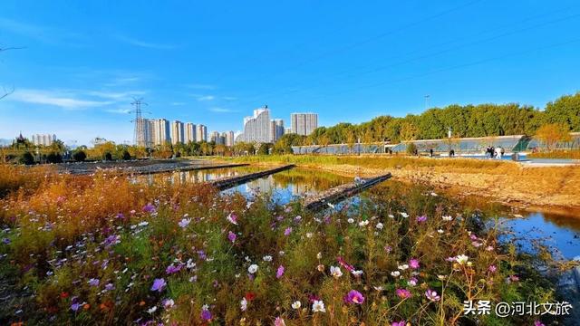 实拍!秦皇岛家门口的免费好去处,这个百亩湿地公园晚上也能逛~