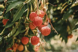 编辑测评团 ：斥资3k怒炫20款荔枝，只为找到最好吃的那一款！图片