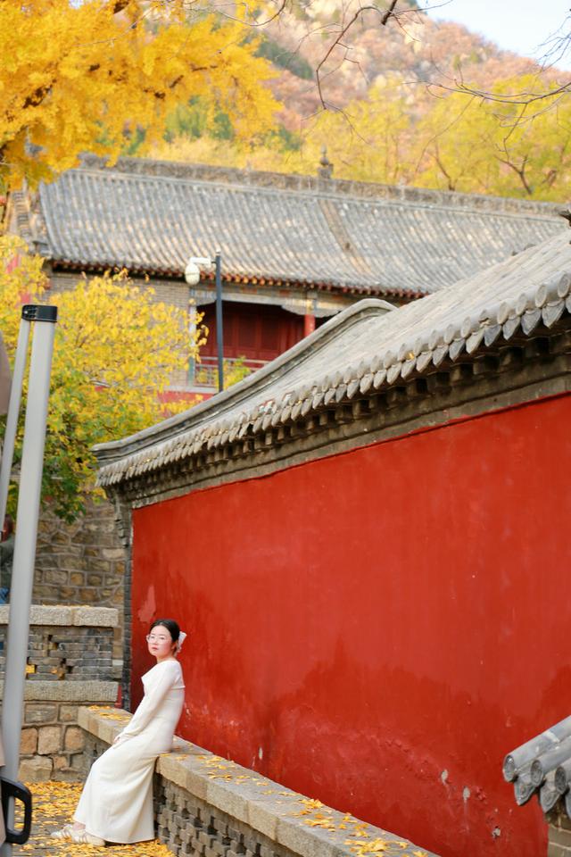 泰山普照寺，那最后的一树金黄