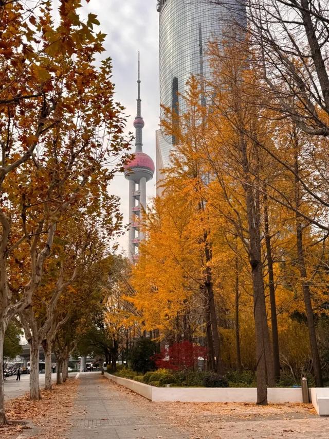 秋日限定｜“落叶不扫”模式开启，44条景观道观赏指南请收藏！