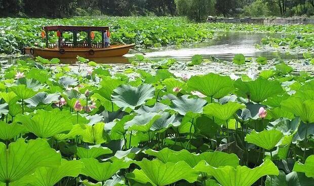 荷花：夏日一道靓丽的风景