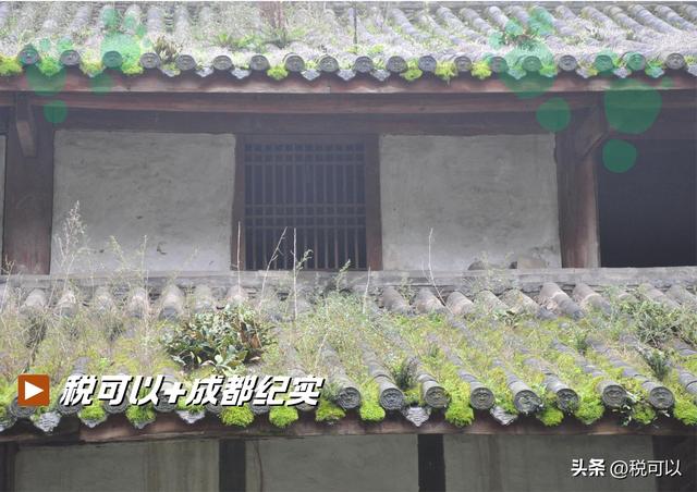走进崇州大明寺，被两棵1500岁的楠树震撼到了！