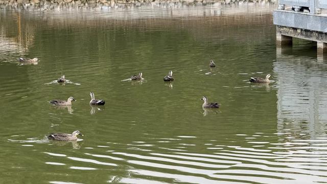 南宁花卉公园里有人“养鸭”？赏花听到湖里有鸭叫声，咋回事？