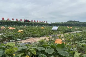 8月15日开幕！购票攻略 + 超值联票，手把手教你轻松入园!图片