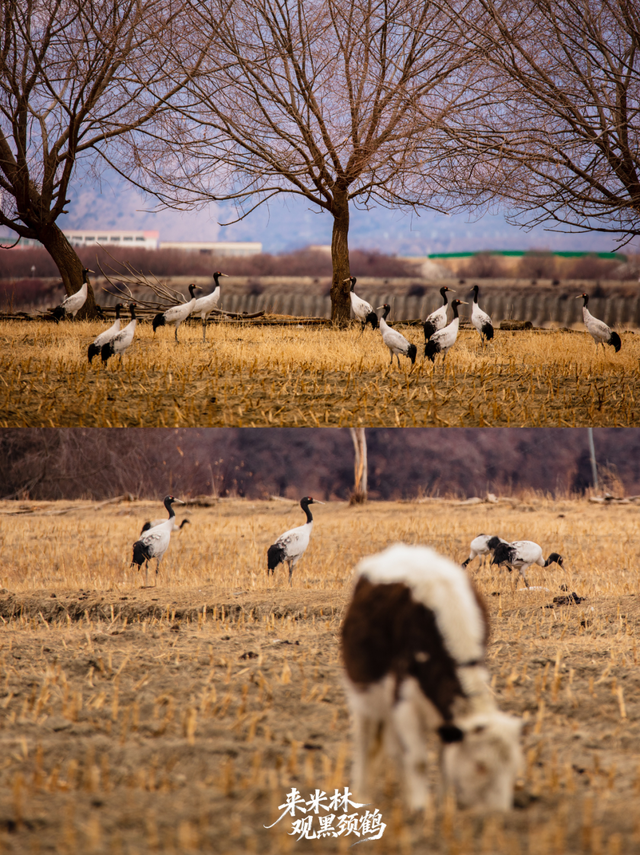 这个冬天，一定要来西藏看……