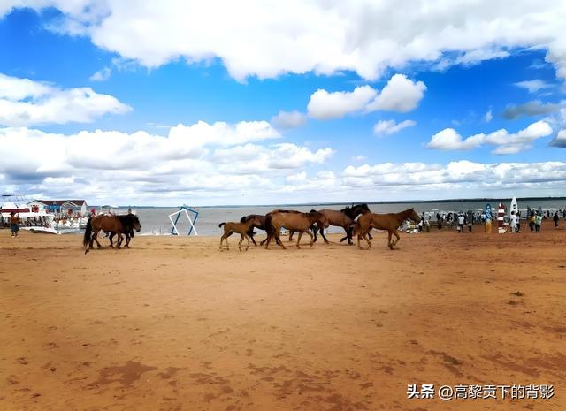 神木之旅：在沙漠中寻找生命的印记