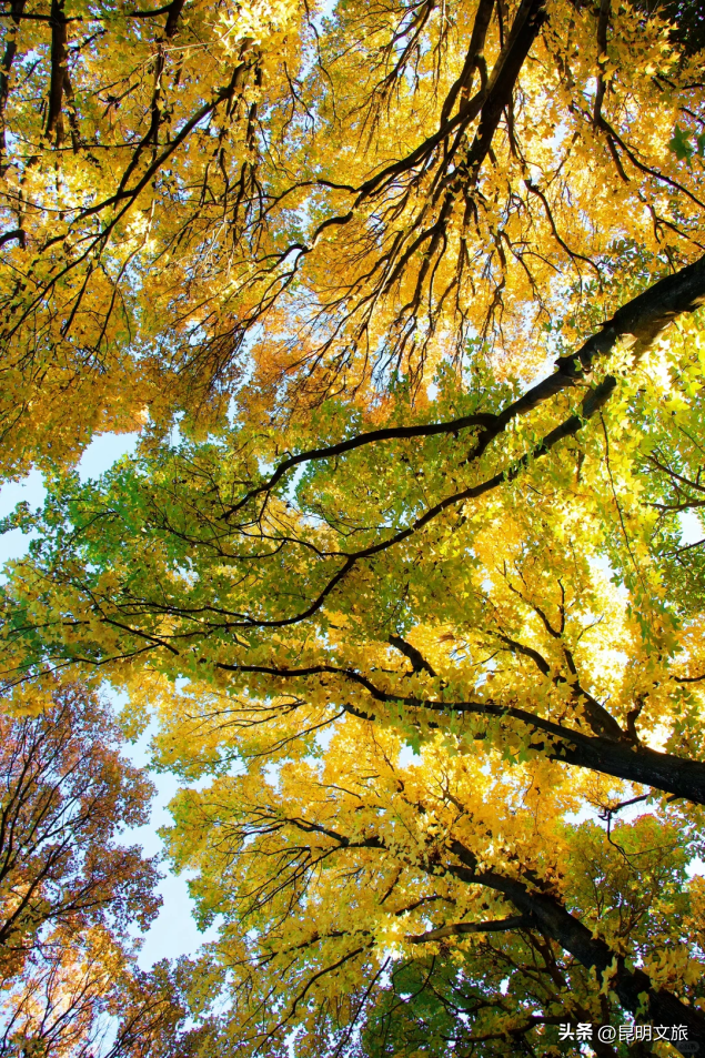 初冬氛围感出片计划，走起！昆明这份打卡攻略速速收藏→