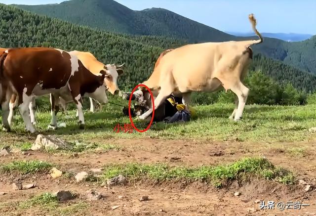游客徒步遭牛群踩踏后续：景区回应，真相曝光后，网友直呼太活该