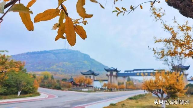 寻美薛城丨又见一年榴叶黄！