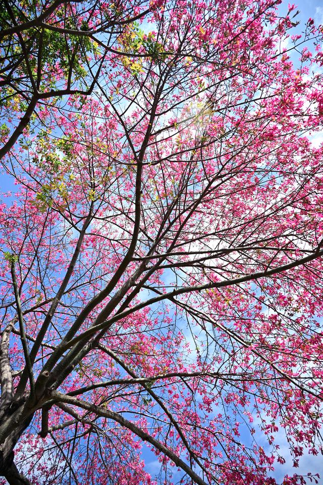 深活指南｜免费！深圳这些赏花点美成漫画，不允许有人不知道！