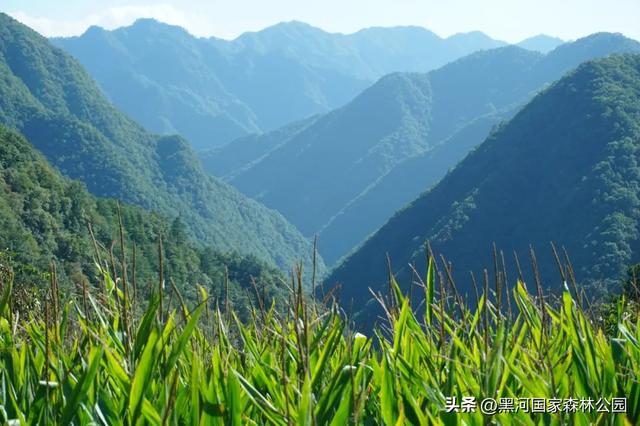 夏末秋初送清凉，来自黑河国家森林公园的惊喜等你查收~