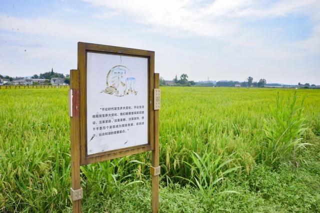稻浪、长廊、观景台……新津宝藏乡村，“丰”景入画
