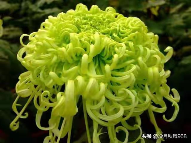 市花，一座城市的名片