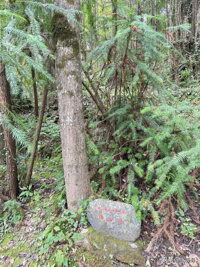 北京自驾长江三峡、神农架之旅（6）