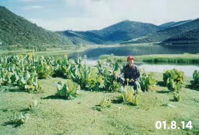 香格里拉:草甸、海子与金顶的叙事