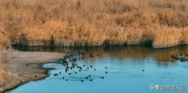 科克布云水库现热闹非凡，白天鹅悠闲游弋，大雁白鹭共舞水上芭蕾
