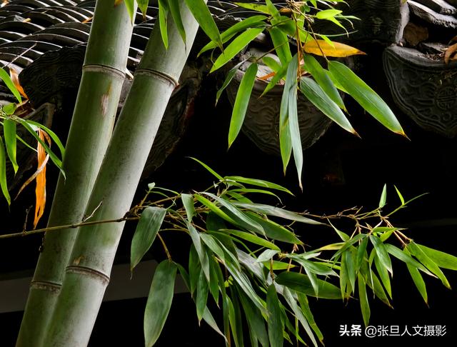 跟着张旦行摄中国-走进南京 这座国家历史文化名城 感受古都的魅力