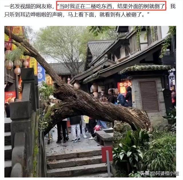 突发！武侯祠百年古柳轰然倒伏，两名游客被砸送医，现场细节曝光