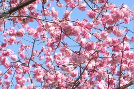 漂亮、玩场多！圆通花潮“樱”你而来图片