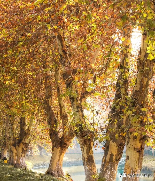 成都4大梧桐观赏地，17公里金色隧道，超级壮观，地铁公交直达！