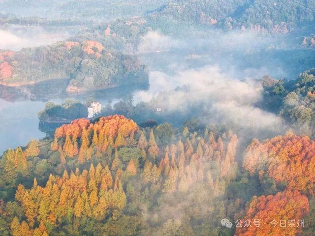 速来→崇州正上演初冬金色浪漫大片！