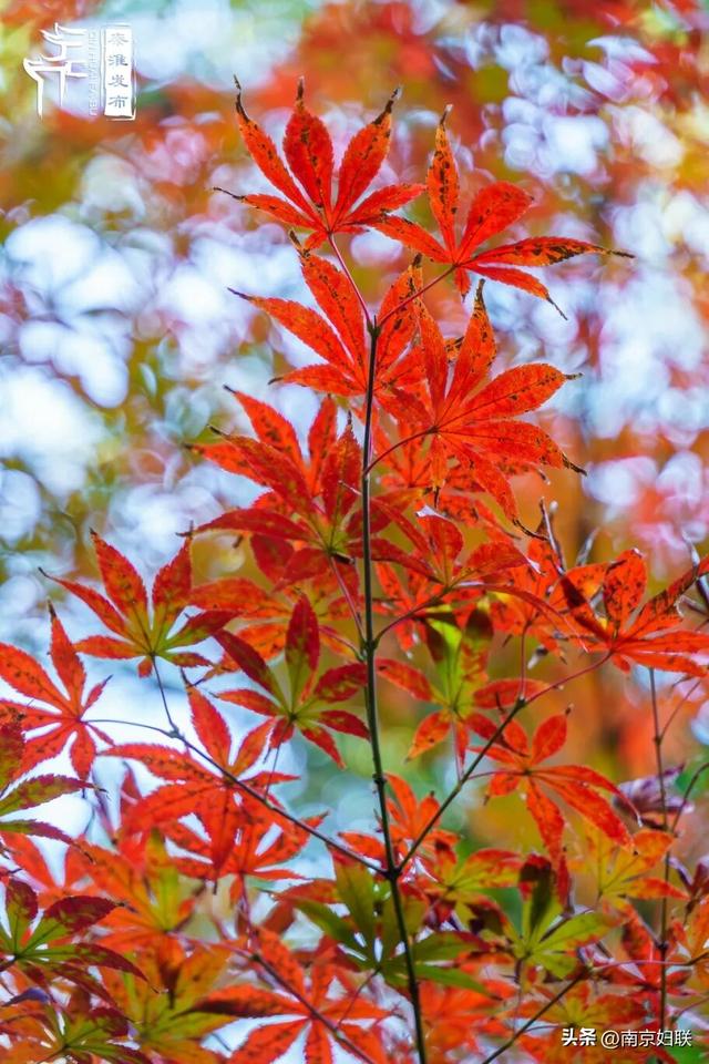 人在南京，红叶正盛，等你来～