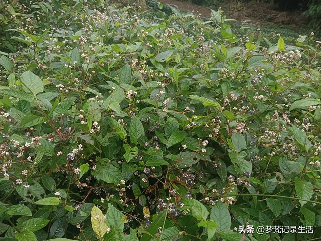 和老人相处是一个修炼的过程，阴天湿漉漉的我还是把茶树修剪完了