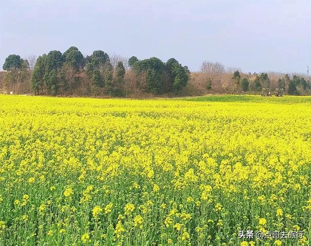 成都南三环附近最大油菜花田，天然观景台，视野非常壮观！