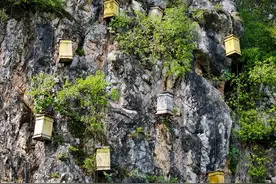 探秘十堰崖蜜基地，采蜜人悬崖峭壁惊险割蜜图片