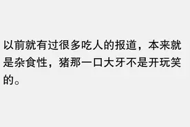 圈养的猪竟然也会吃人？笑死在评论区！图片