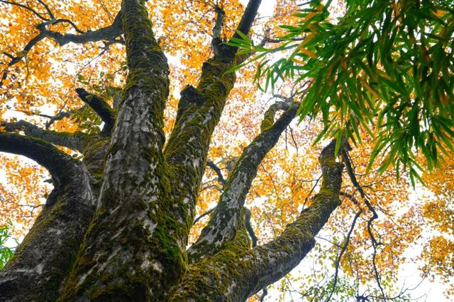 走，到屏山老君山赏秋去→