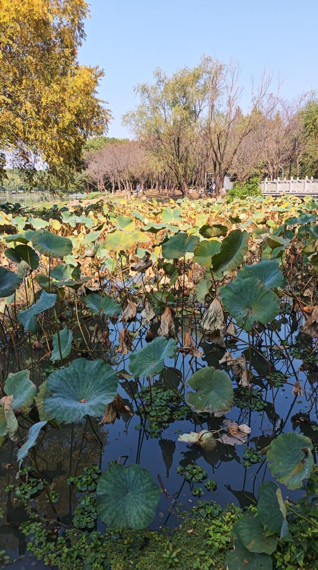 与残荷相遇：繁华落尽后的从容与坚守