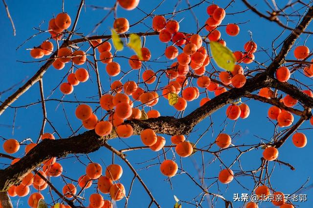 京郊自驾摘柿地图