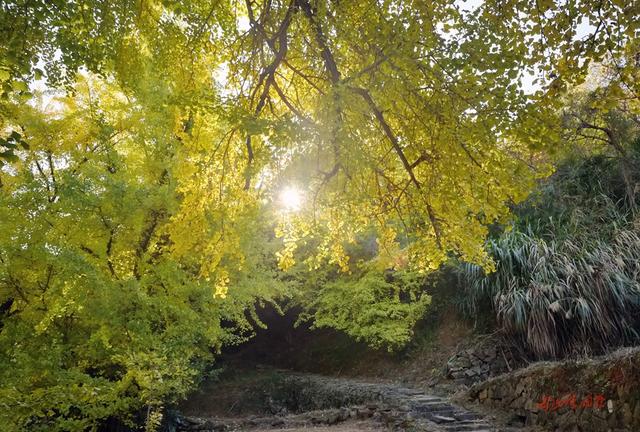 深秋，到政和大岭村看银杏黄叶去。