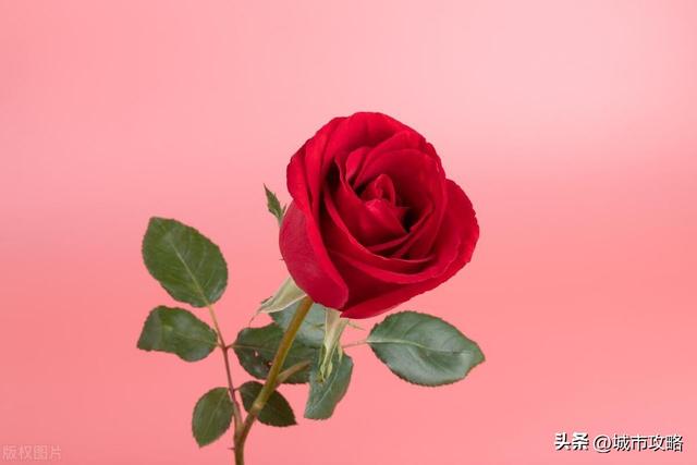 玫瑰花寓意非凡，男人会对谁发2朵玫瑰花？