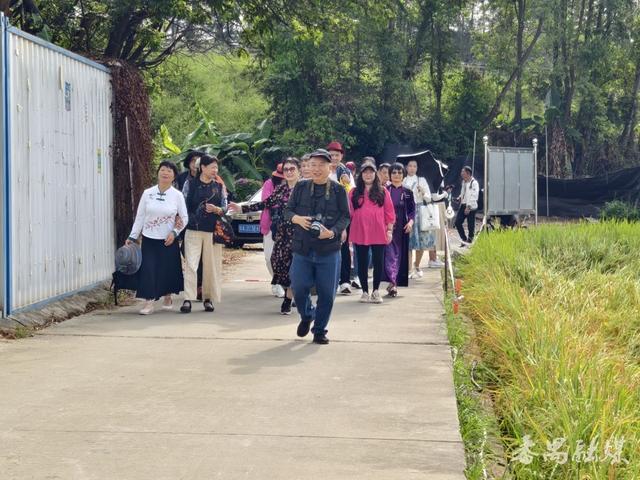 番禺区这片稻田变身网红打卡地，地铁直达“金色浪漫”游客纷至沓来