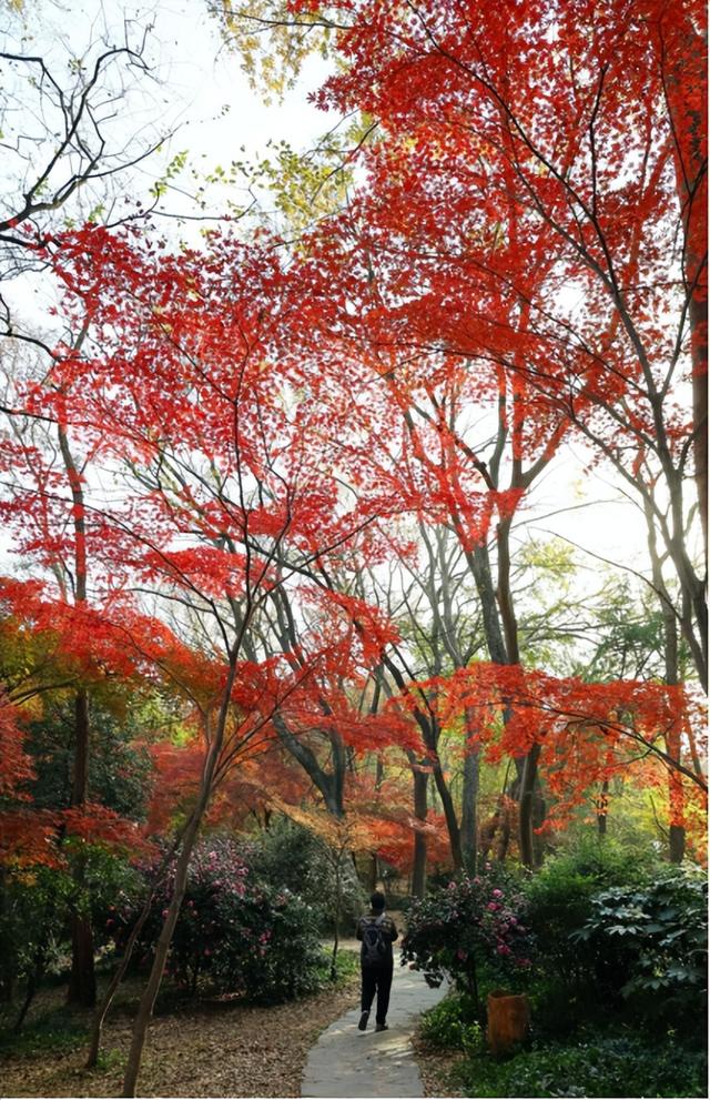 2025南京中山植物园红叶展进入最佳观赏期，百种枫叶绚烂迎客