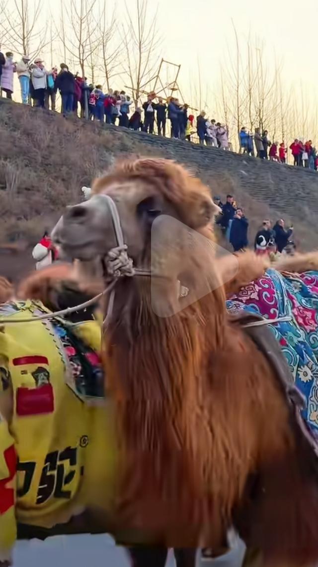 太酷了！东天山骆驼队越千里，打卡河南灵宝