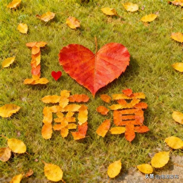 片片落叶，“拼”出一城风景