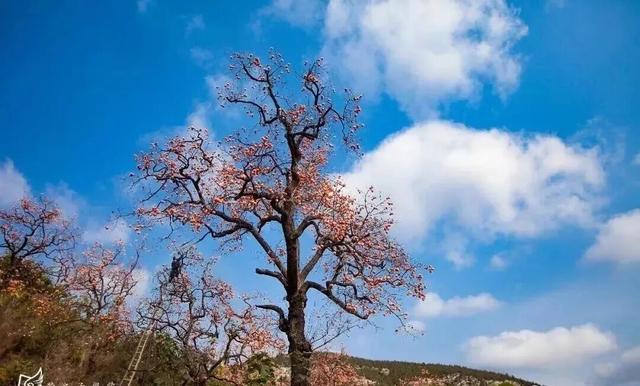青州的秋天，从这份甜蜜开始