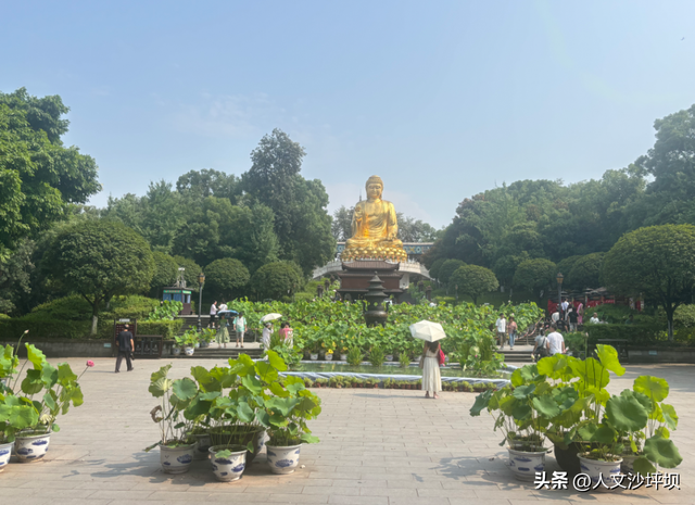 轨道交通可达免费耍！重庆这个公园芦苇盛开！拍照超出片!