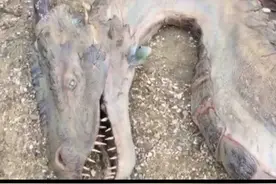 长江真龙现身，招来万人围观。难道世上真有龙？图片