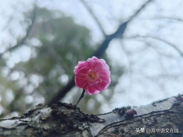 10首读书古诗词，10种悠然心境，唯有热爱，可抵漫长岁月！