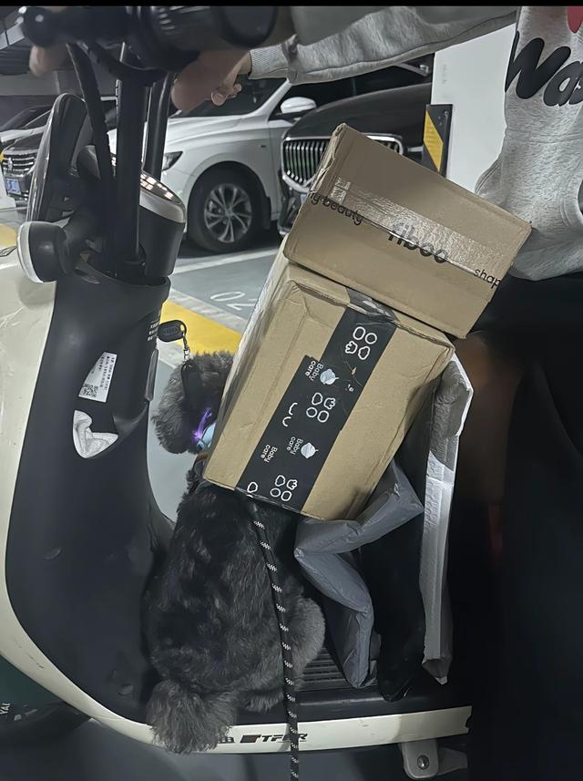 笑死了！每个骑电动车拿快递的铲屎官，都欠狗子一个道歉，哈哈~