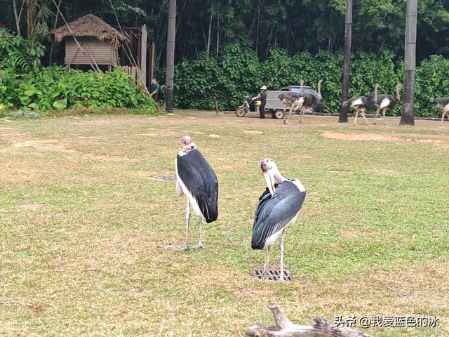 参观广州长隆野生动物园，全程感觉眼累手累腿不累