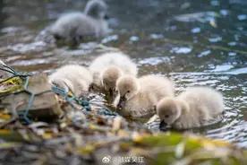 吴江“辣妈”又生“六胞胎”！图片